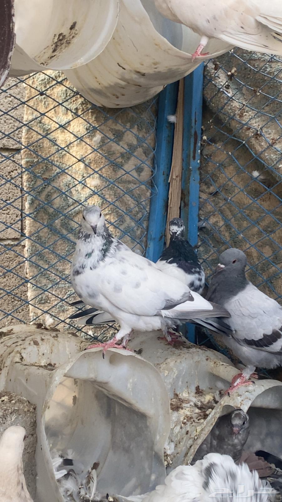 حمام للبيع64548744592385113