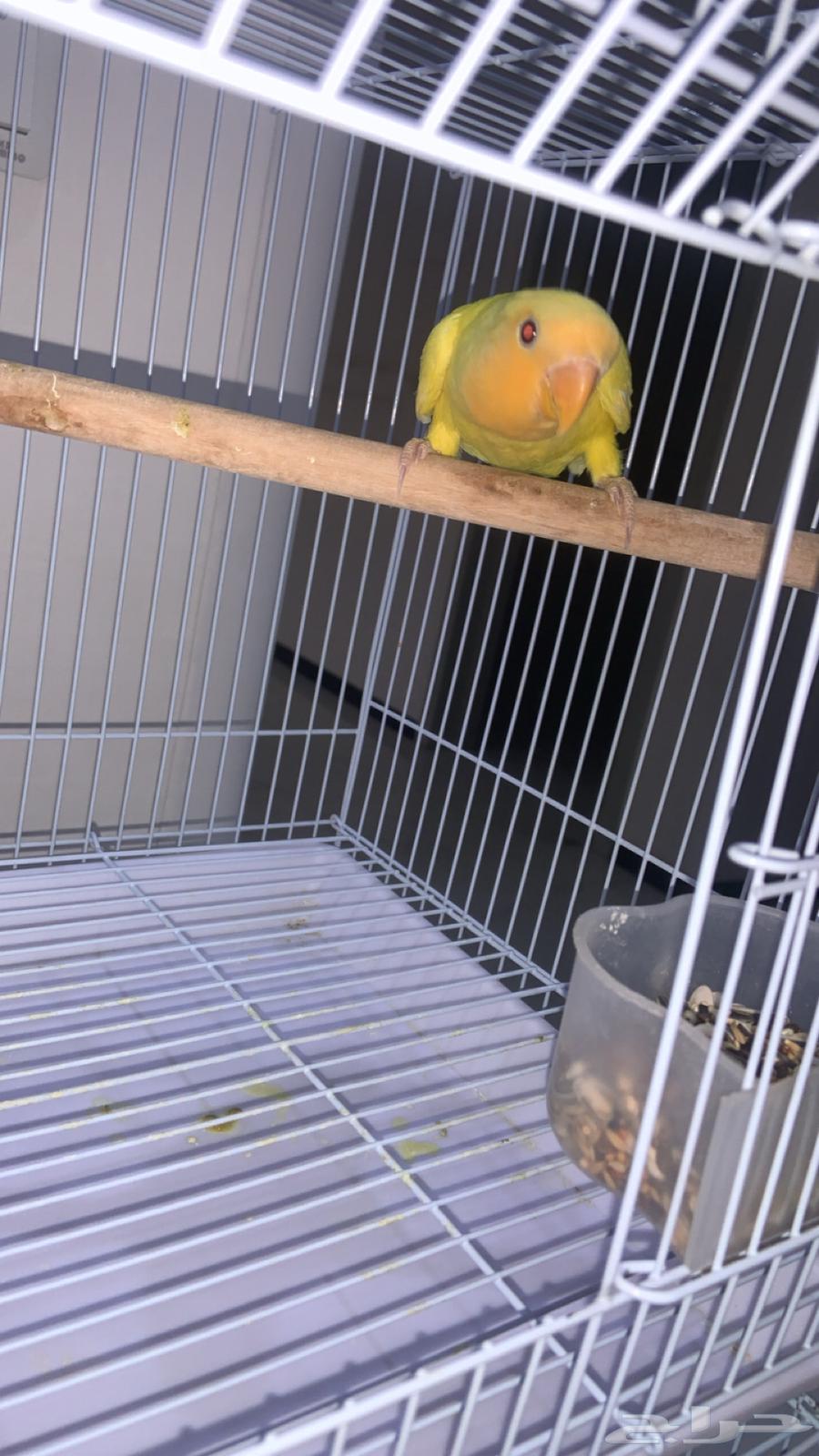 اعرض لكم طبتين روز واحد روز اورنج والثاني البينو64548645800834110