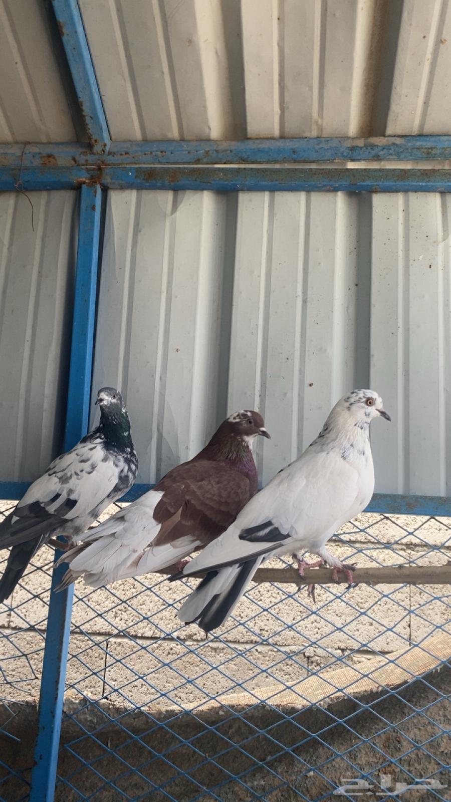 حمام للبيع64548744592385110