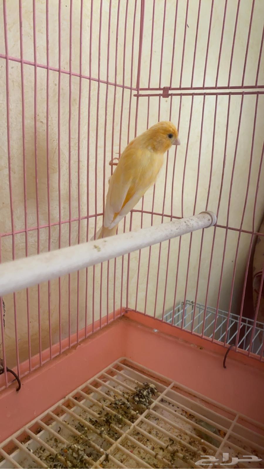 ذكر كناري تغريد ( تم البيع)64547193867907111
