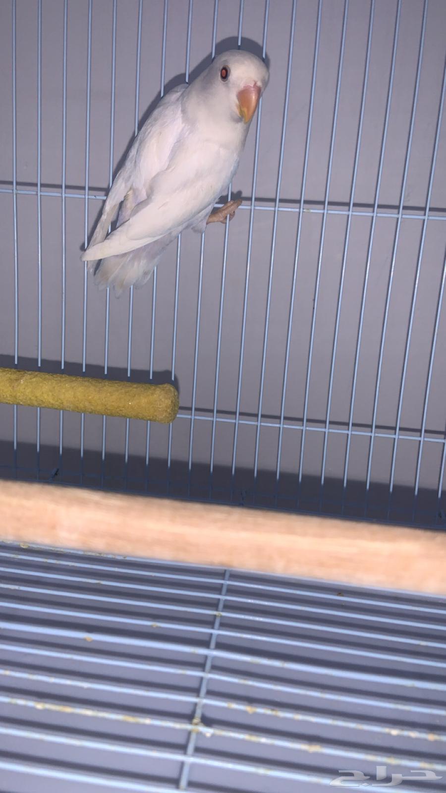 اعرض لكم طبتين روز واحد روز اورنج والثاني البينو64548645800834113