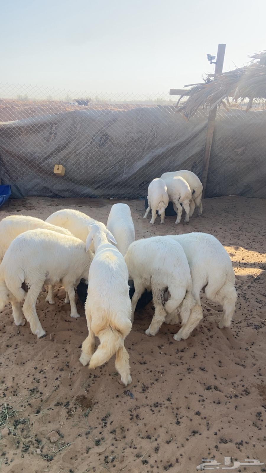 طليان ورخال بهم64440164689537114