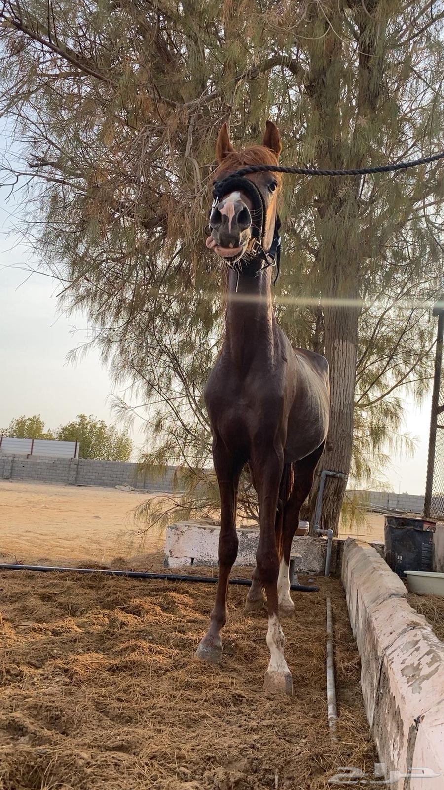 مهر للبيع64544848822913111