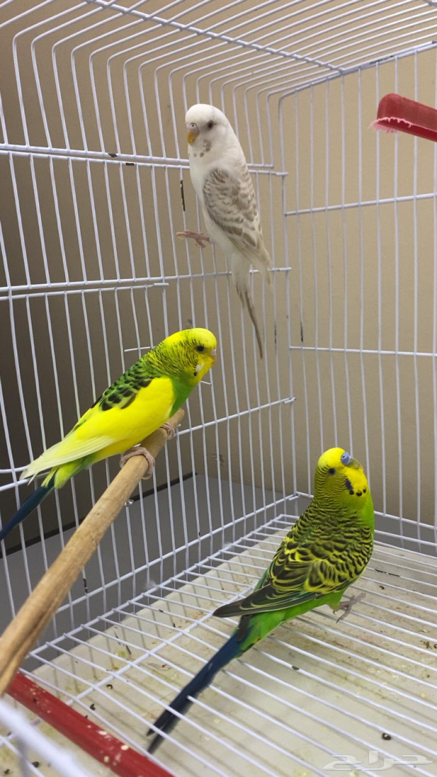 طيور بادجي64547304940417110