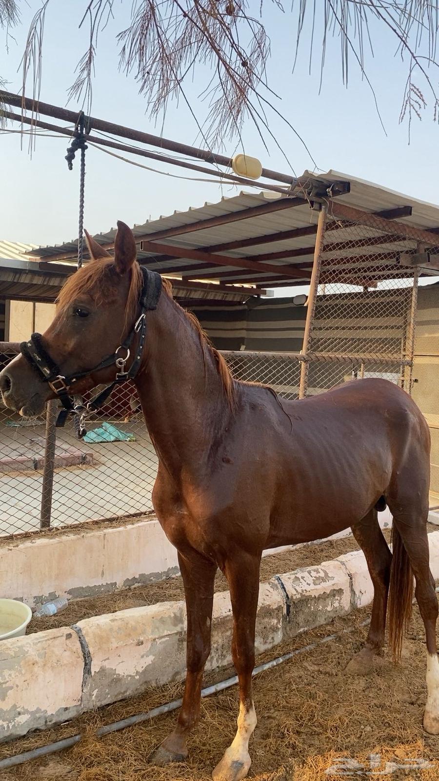 مهر للبيع64544848822913113