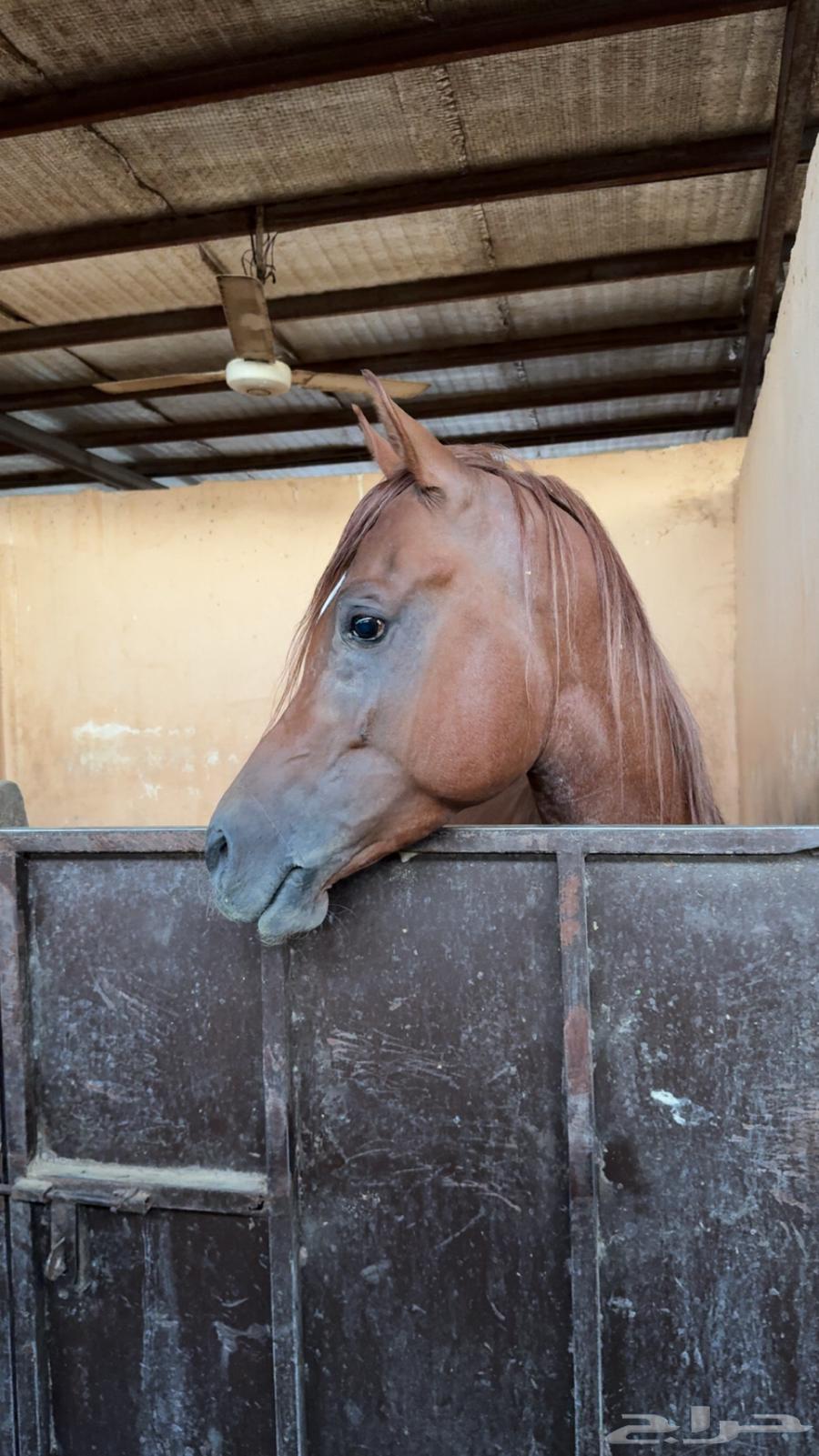 سلام عليكم حصان للبيع واهو64547652635651112