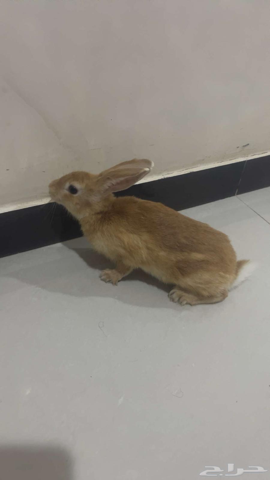 Rabbit64551805632386111