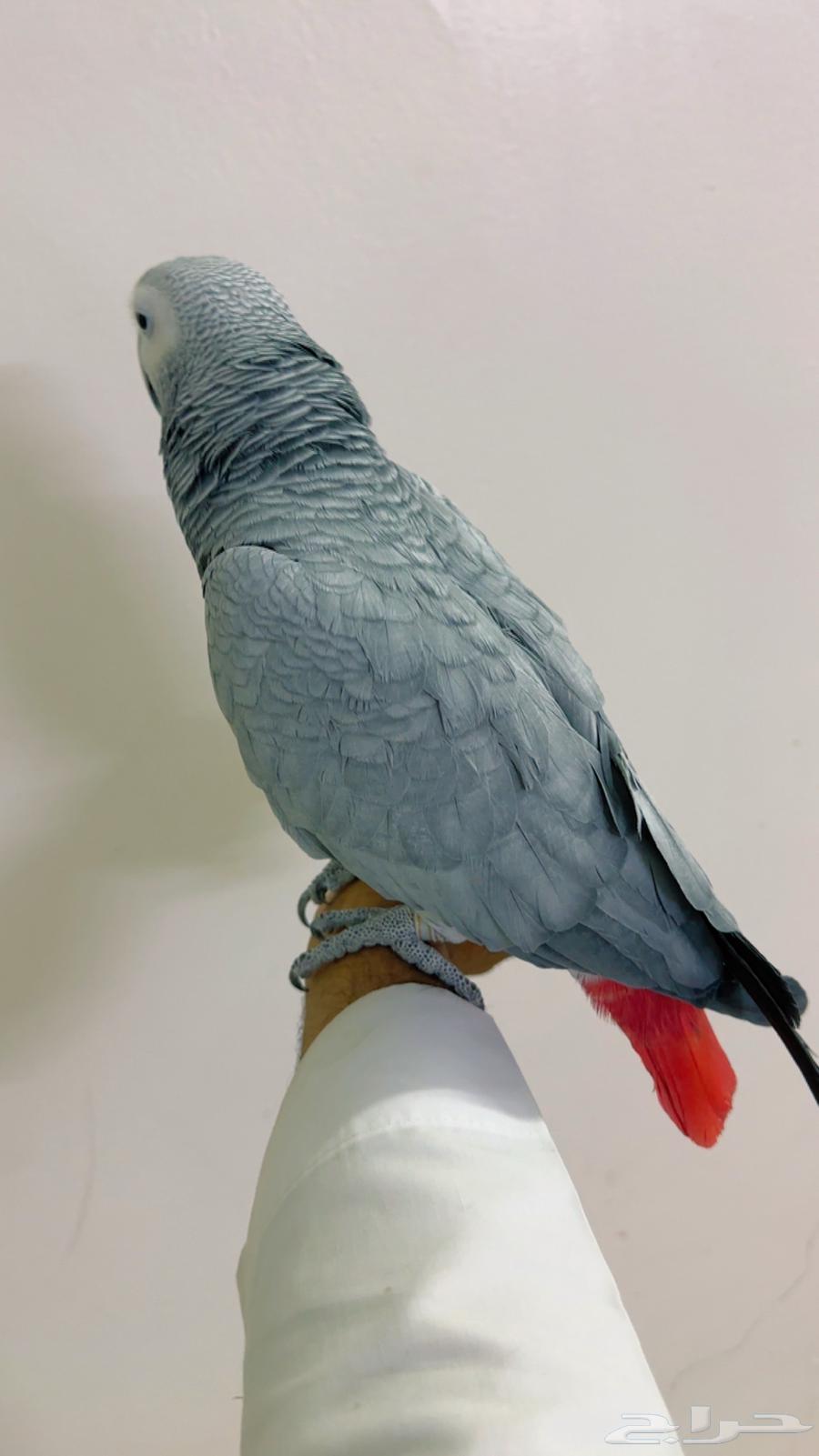 ببغا كاسكو بطل64550605025793111