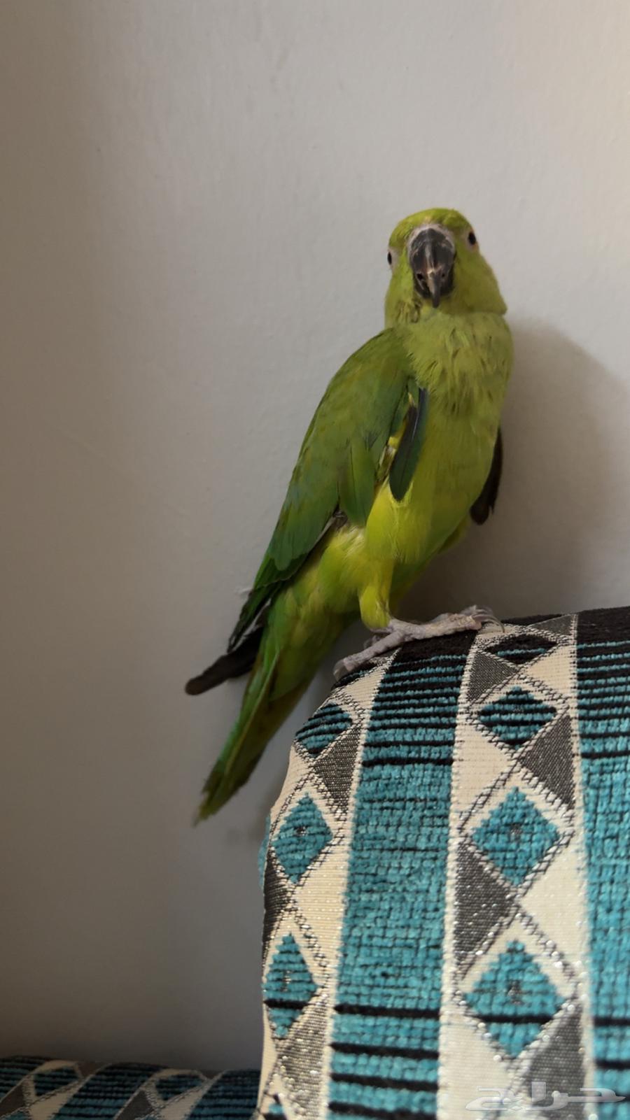 السلام عليكم ببغاء الدره64550082523009112