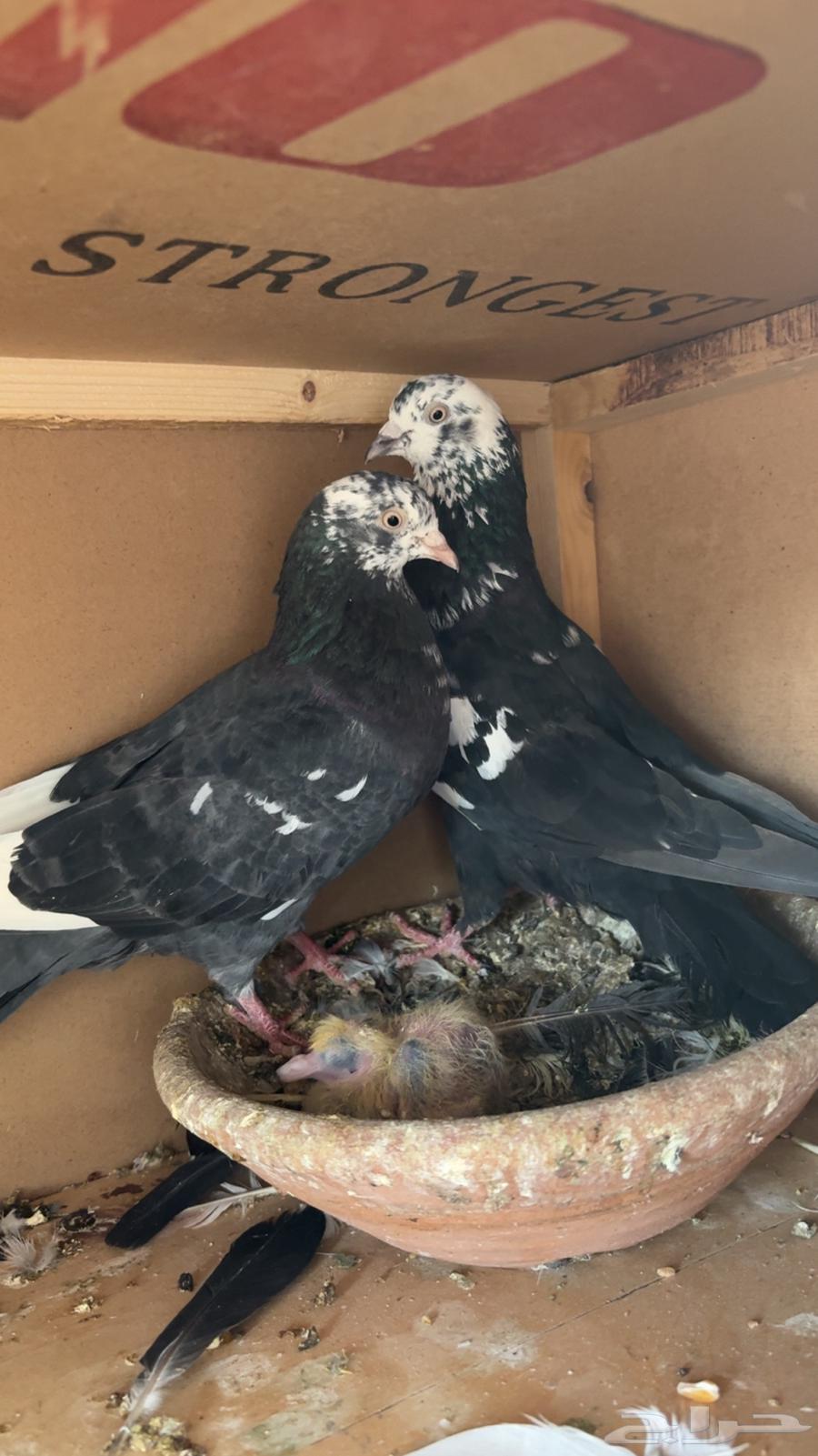 جوز قطيفي قلاب منتج64551603956353110