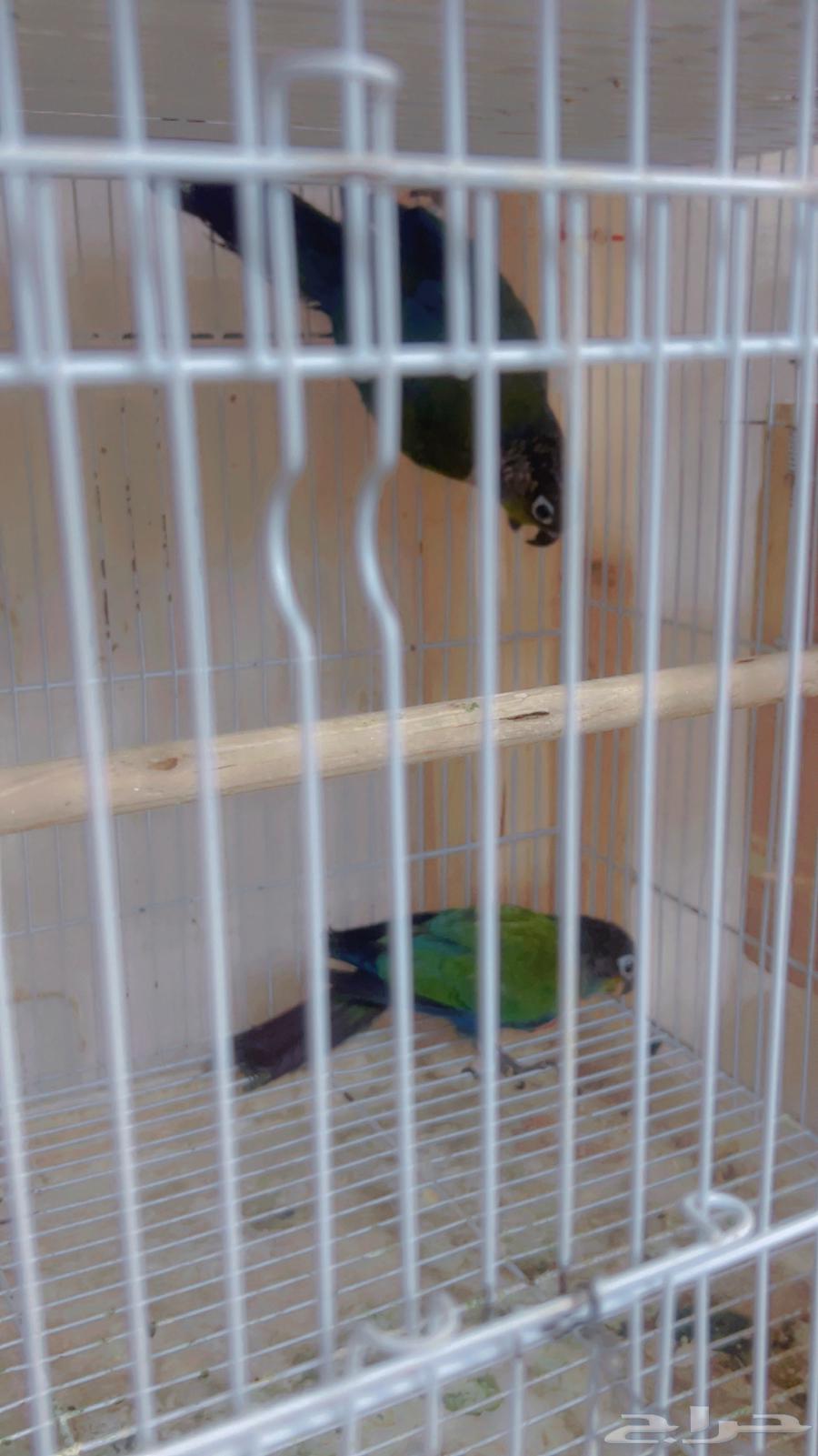 زوج كنيور كرمسون بفروخه64545856248833111