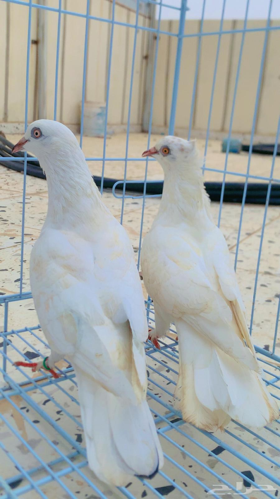 حمام زوج صنعاني64557187968257110