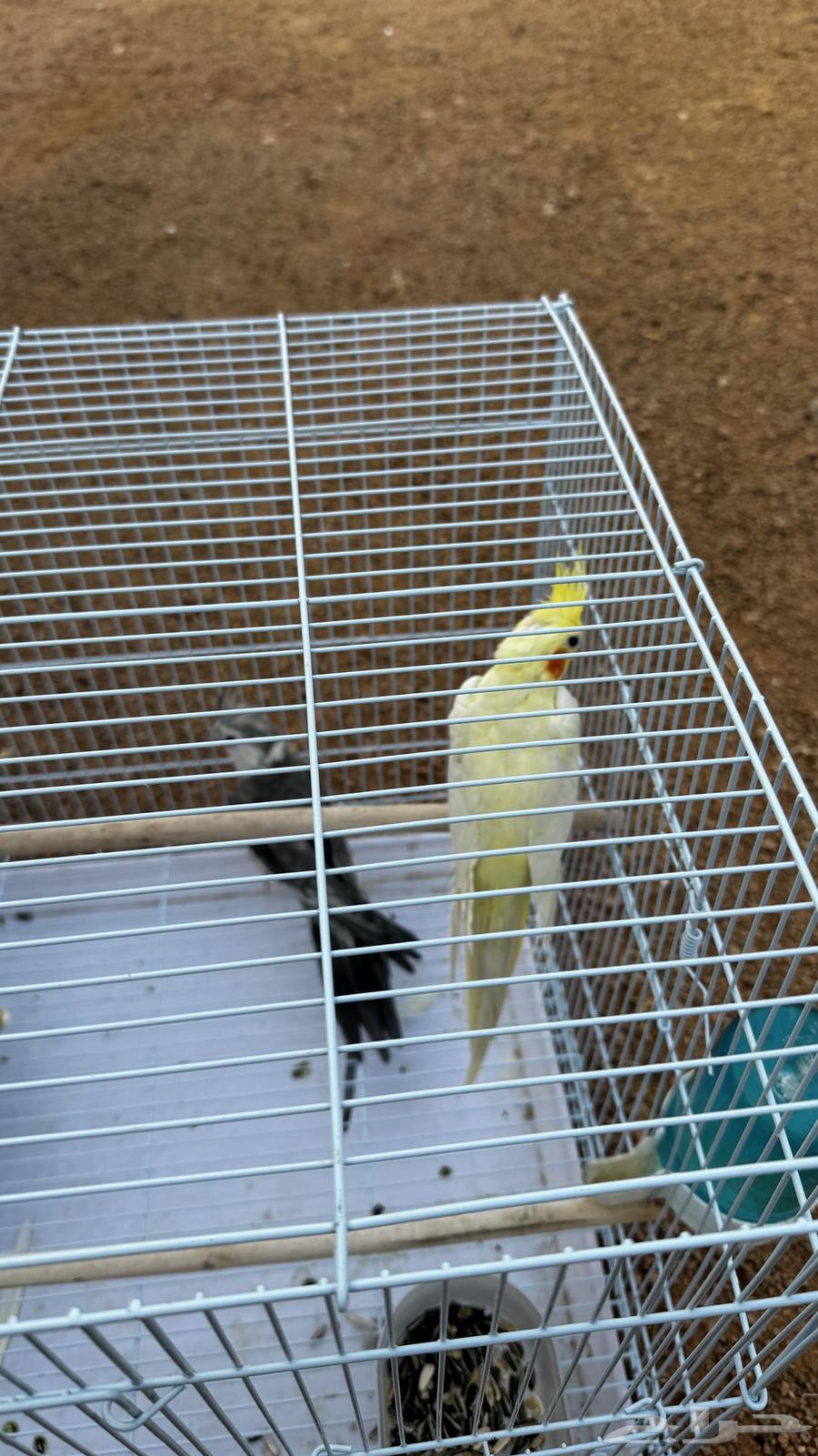 كروان للبيع64551018027265113