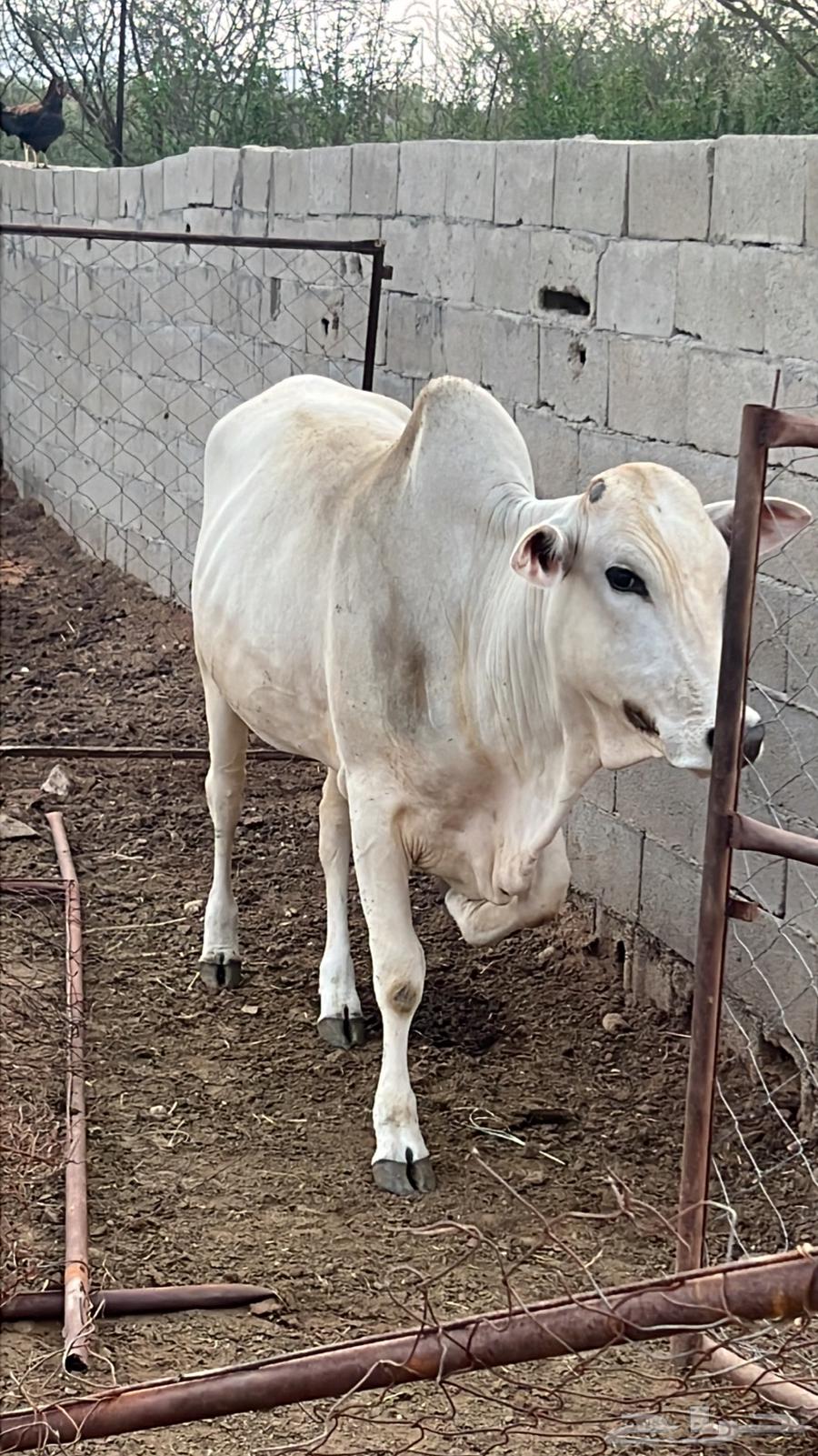 بقره ثنيه دافع للبيع64550874218753111