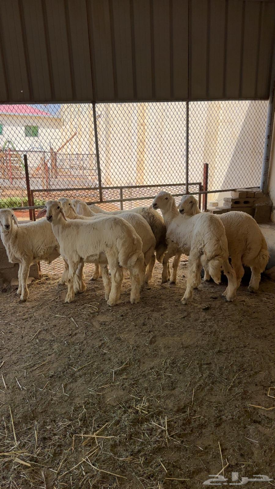 طليان للمناسبات64551905235074111