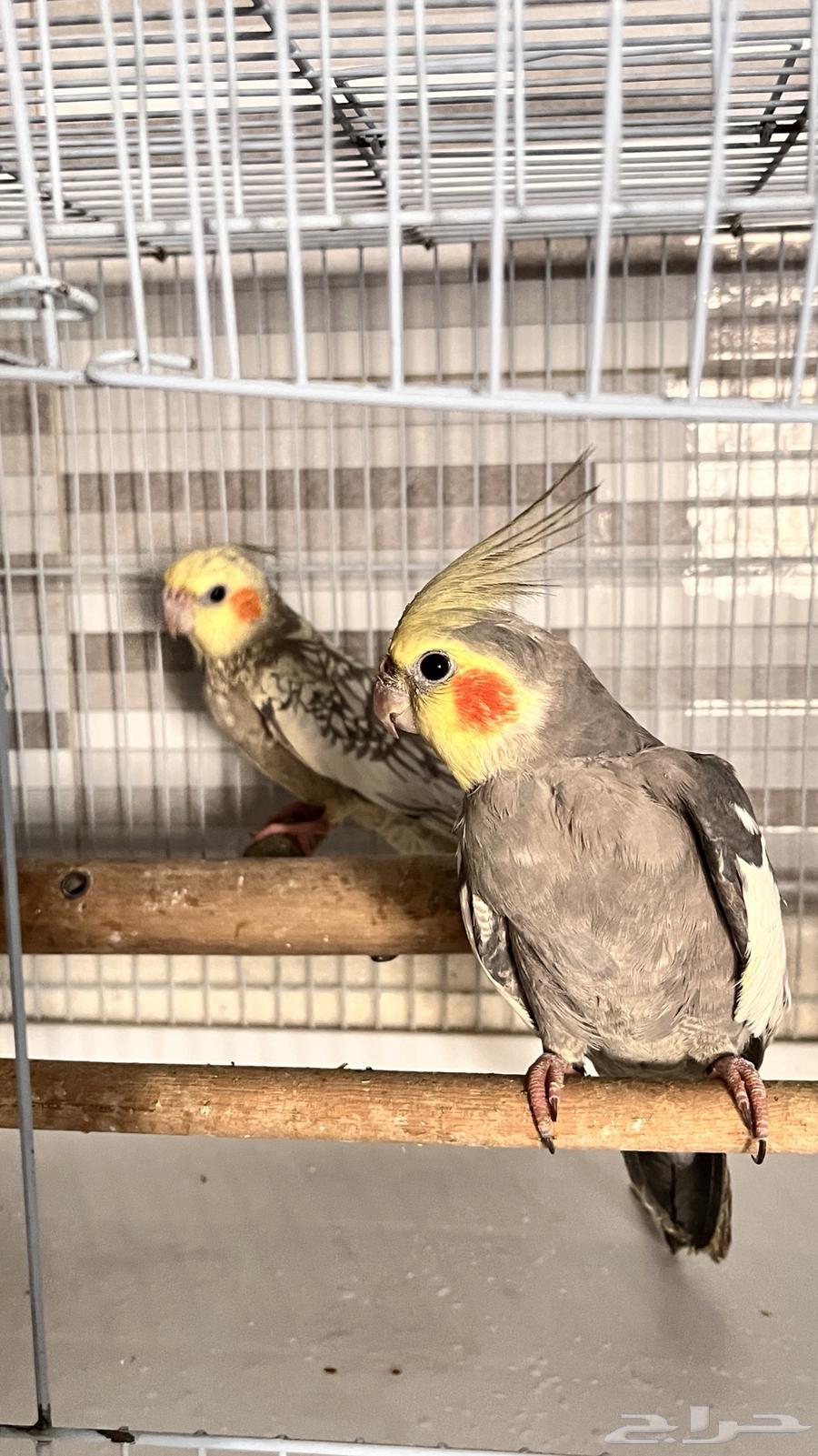 زوجين كوكتيل64548309049473111