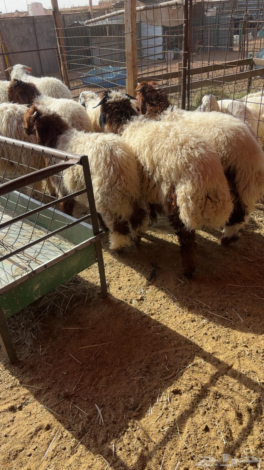 نعيم خرفان هرفى64545508685442110