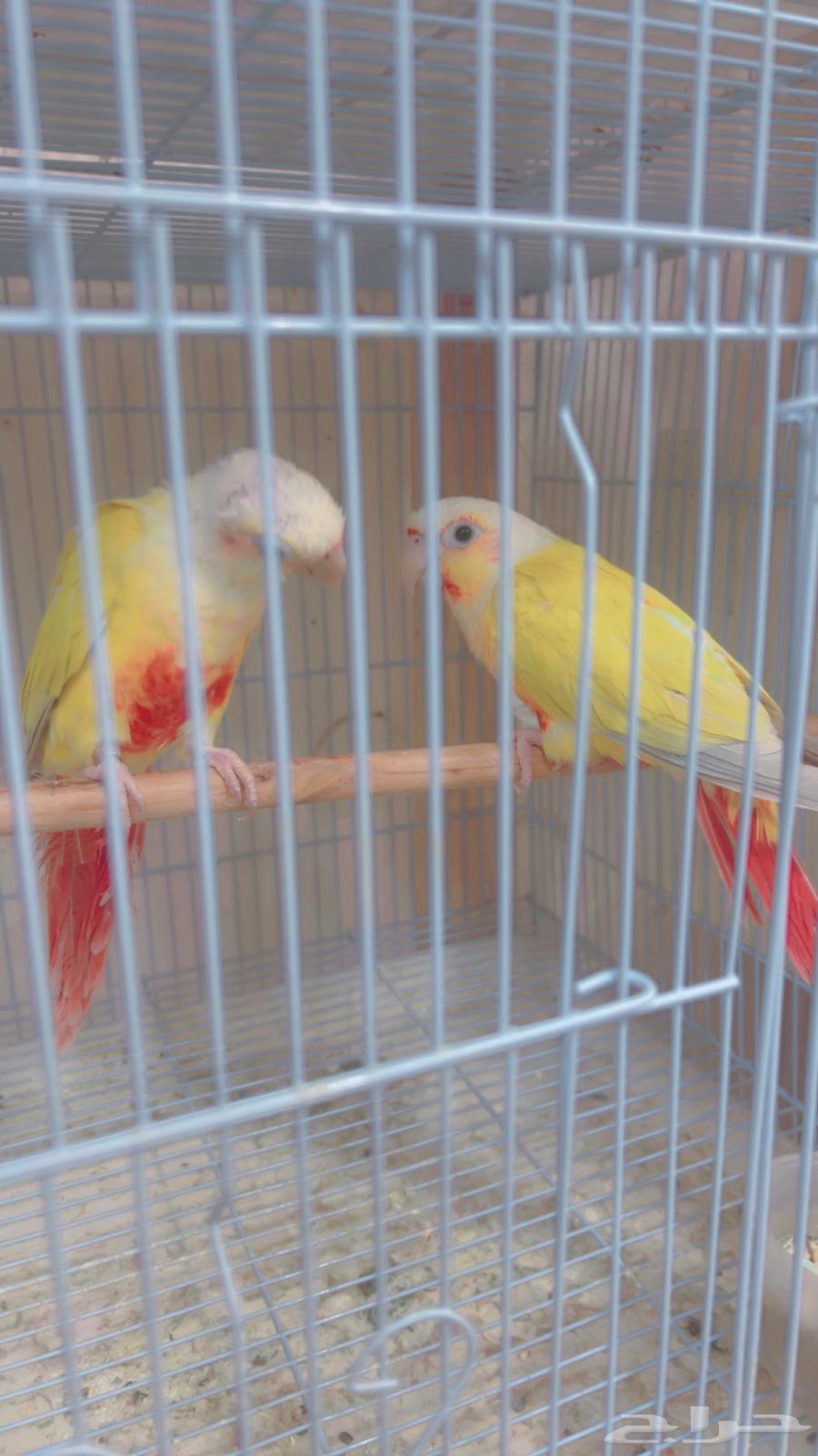 زوج كنيور صن شك مع فروخه64549205794819111