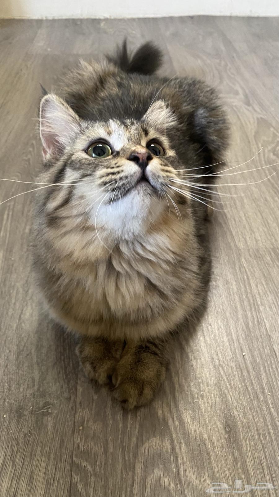 قطه للبيع64547332581122110