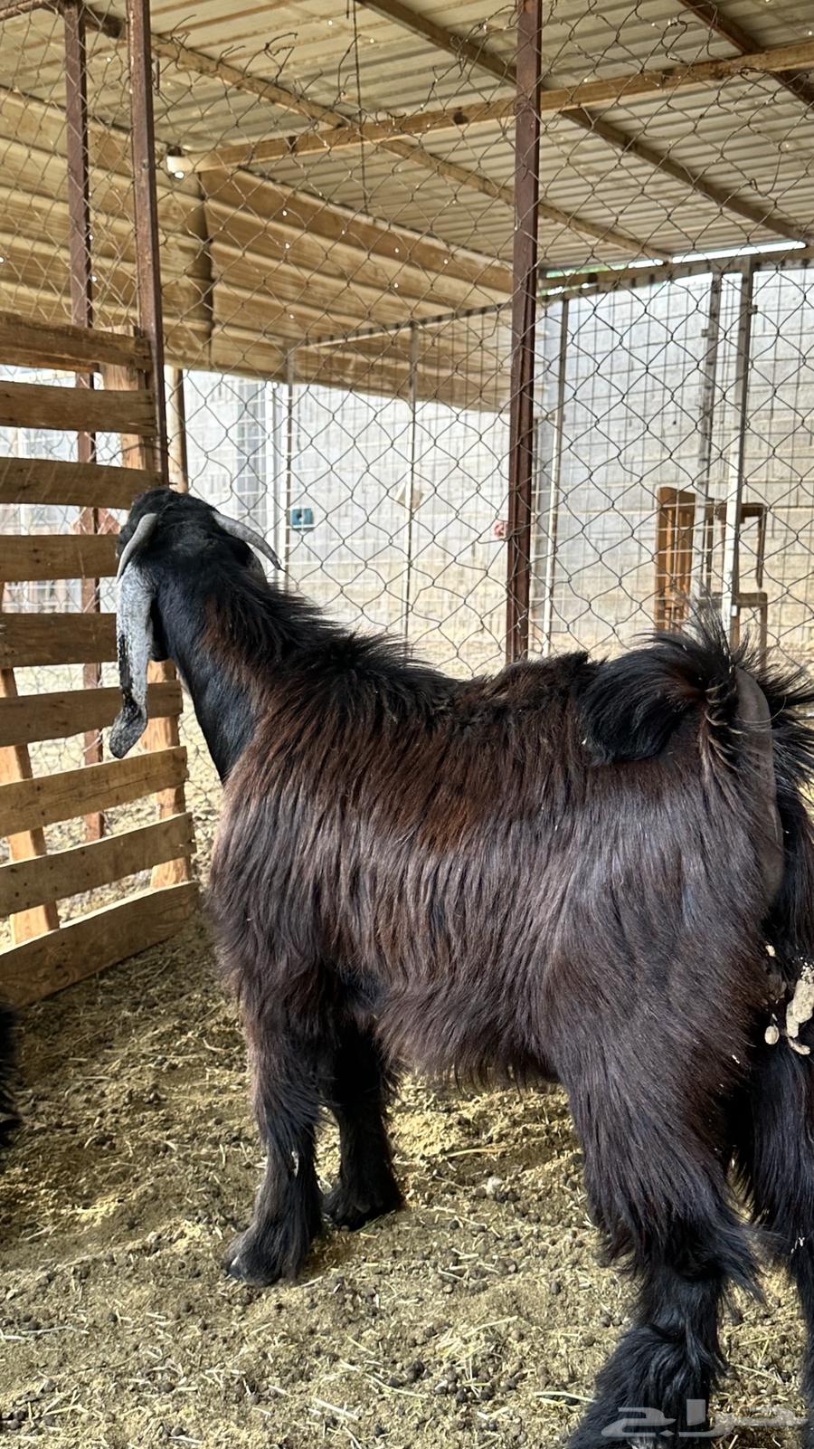 تيس مشروع فحل عارضي عمره 7 شهور حد 140064476015915393110