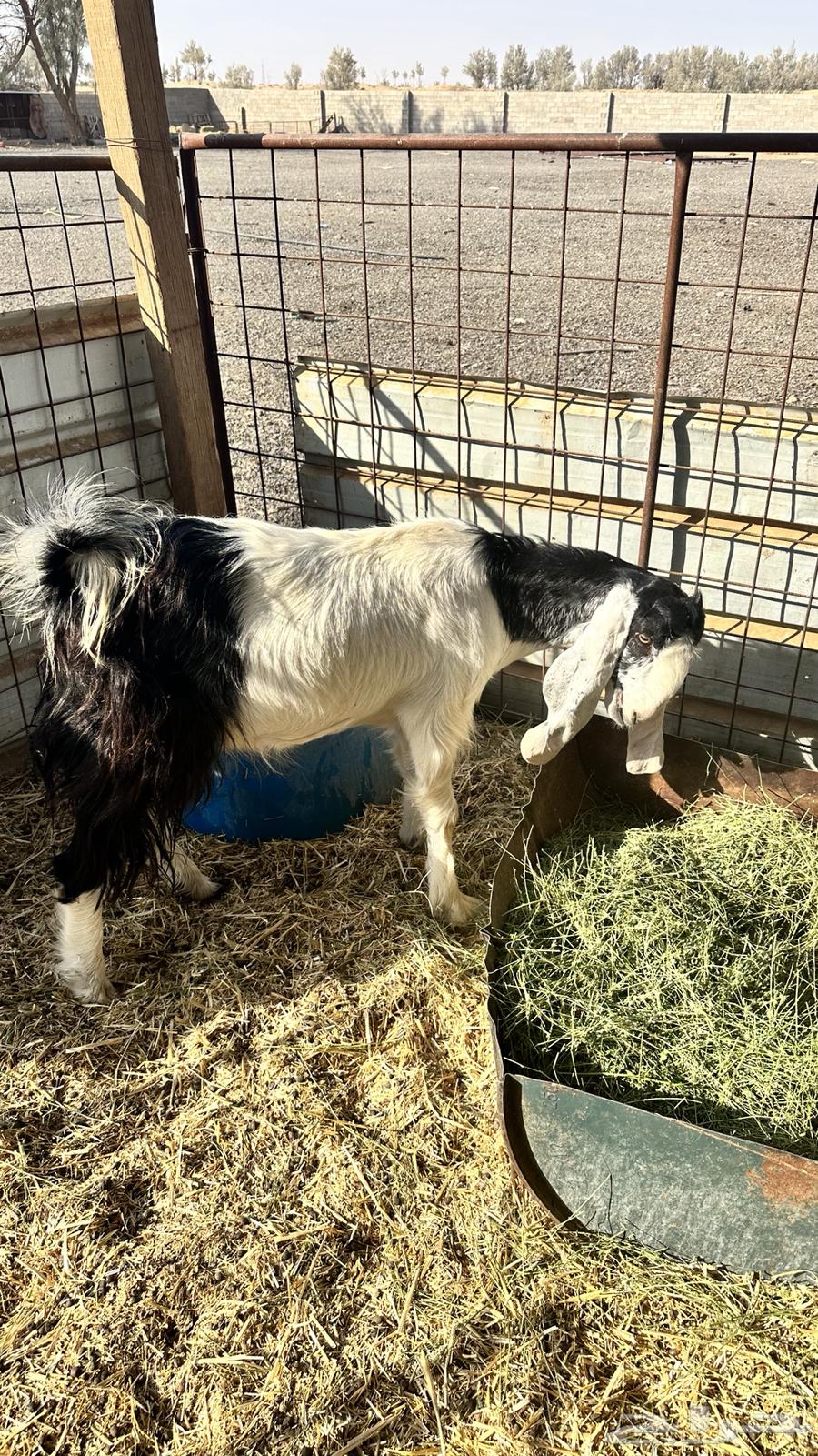 عنز جذعه دافع تم البيع64545431368194113