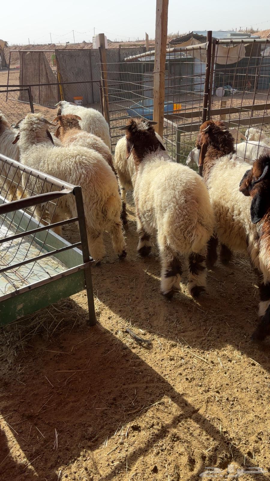 نعيم خرفان هرفى64545508685442111