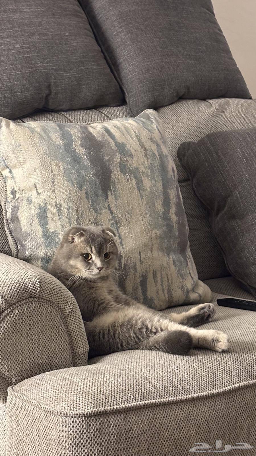 Scotch Fold64552561967618112