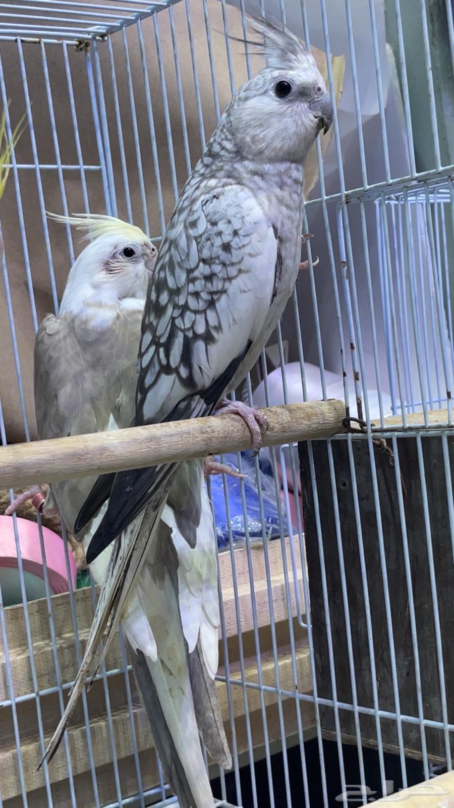 كرونات للبيع64550379563649111