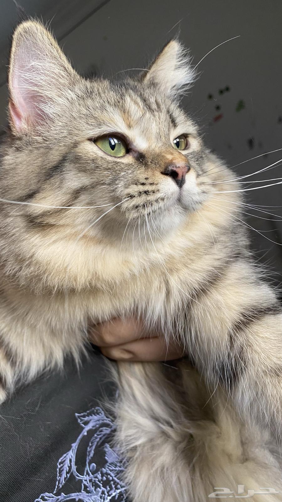 قطه للبيع64547332581122112