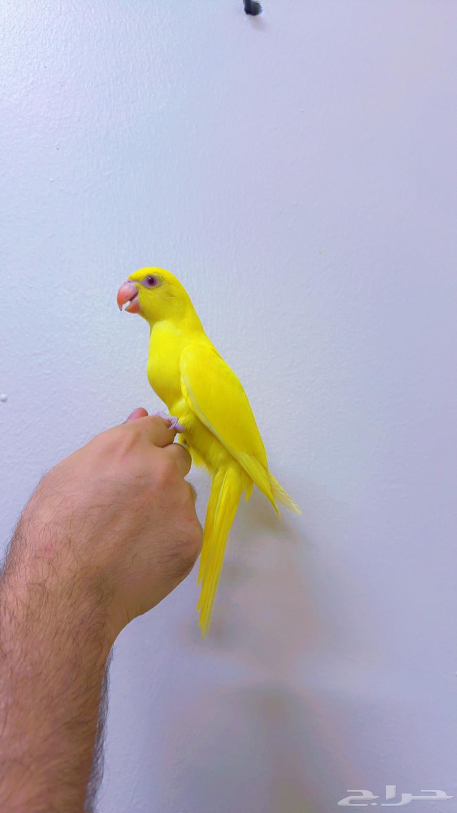 دره لاتينو فرخ اليف جدا لون وحجم مميز ( تم البيع )64544566249346112