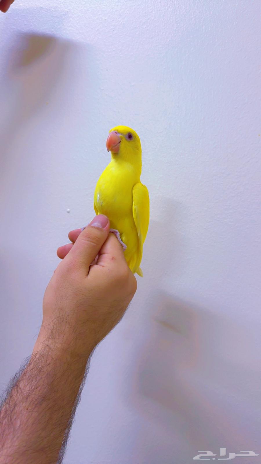 دره لاتينو فرخ اليف جدا لون وحجم مميز ( تم البيع )64544566249346114