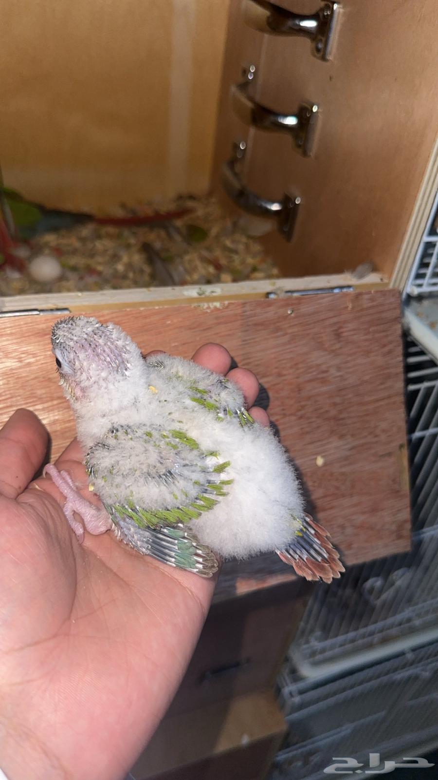 فرخ كنيور اناناس دبل رد فاكتور64437328678147110