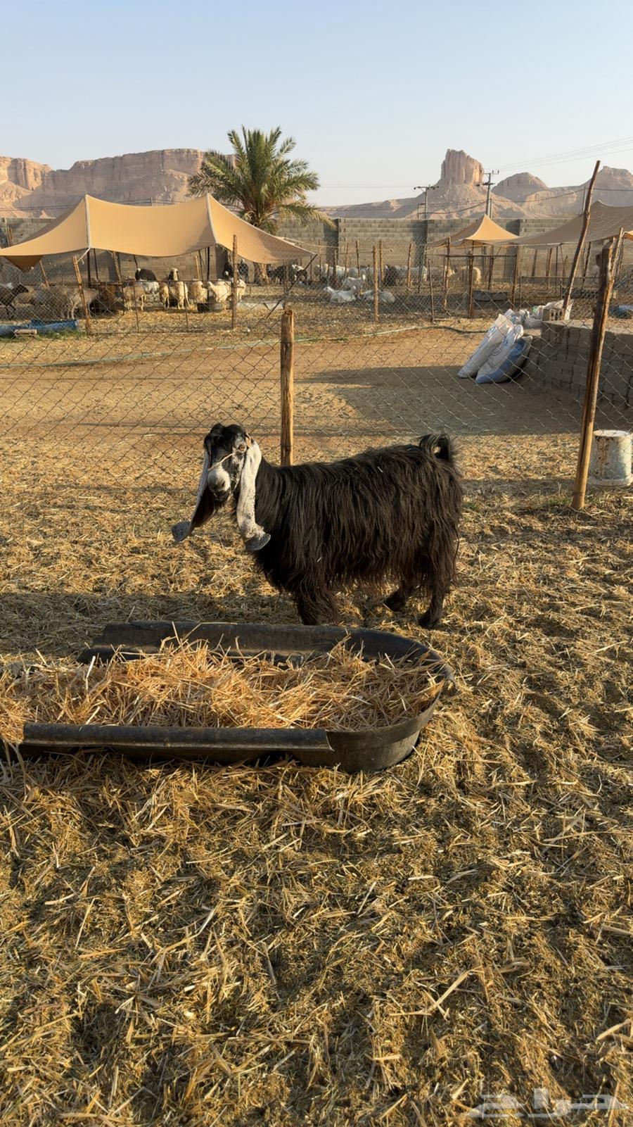 معزى دفيع فحص سونار64550495243139111