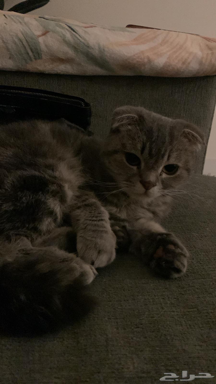 بسة للبيع64547610987393110