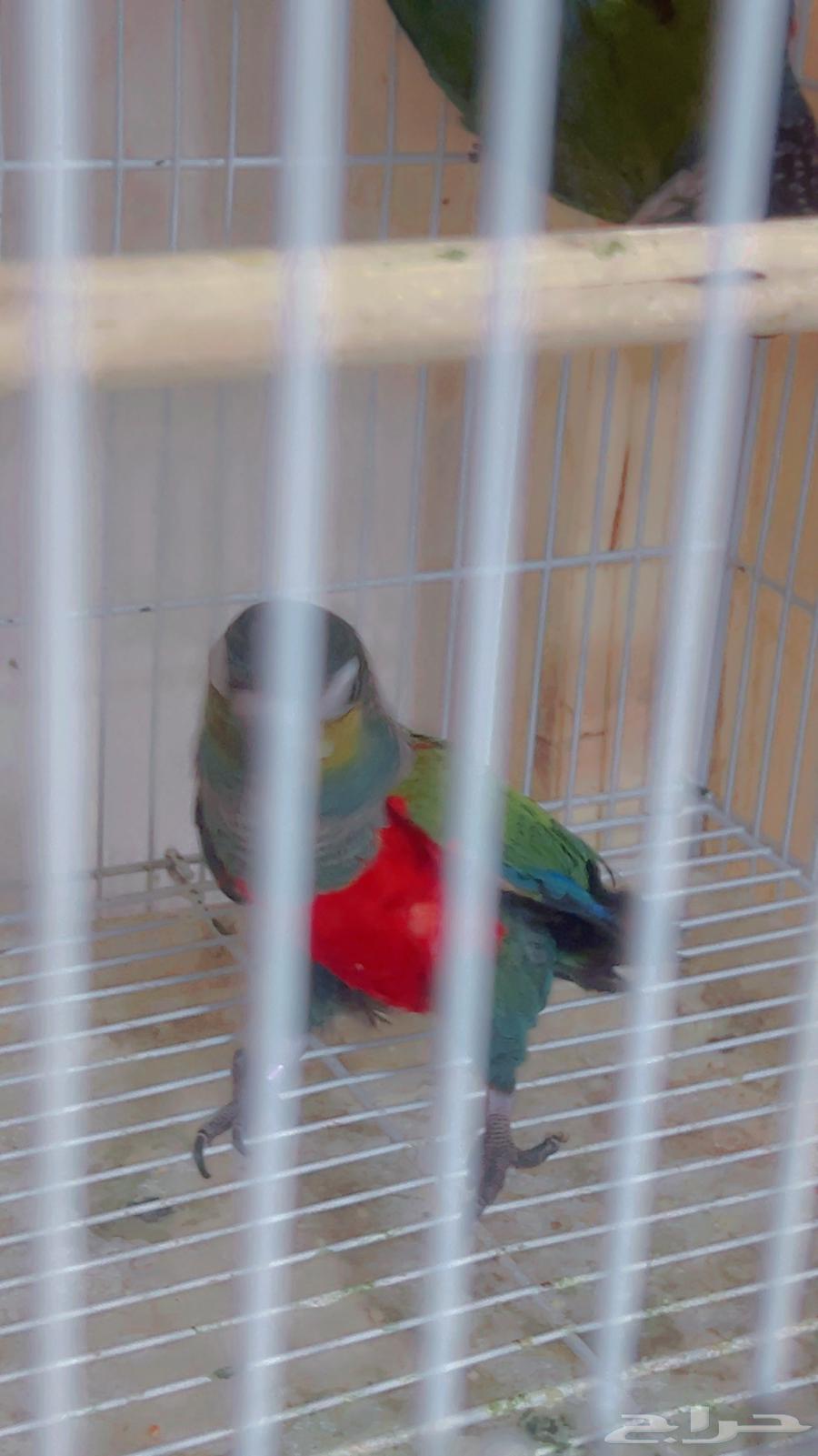 زوج كنيور كرمسون بفروخه64545856248833110