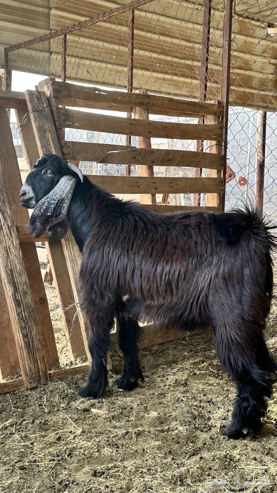 تيس مشروع فحل عارضي عمره 7 شهور حد 140064476015915393113