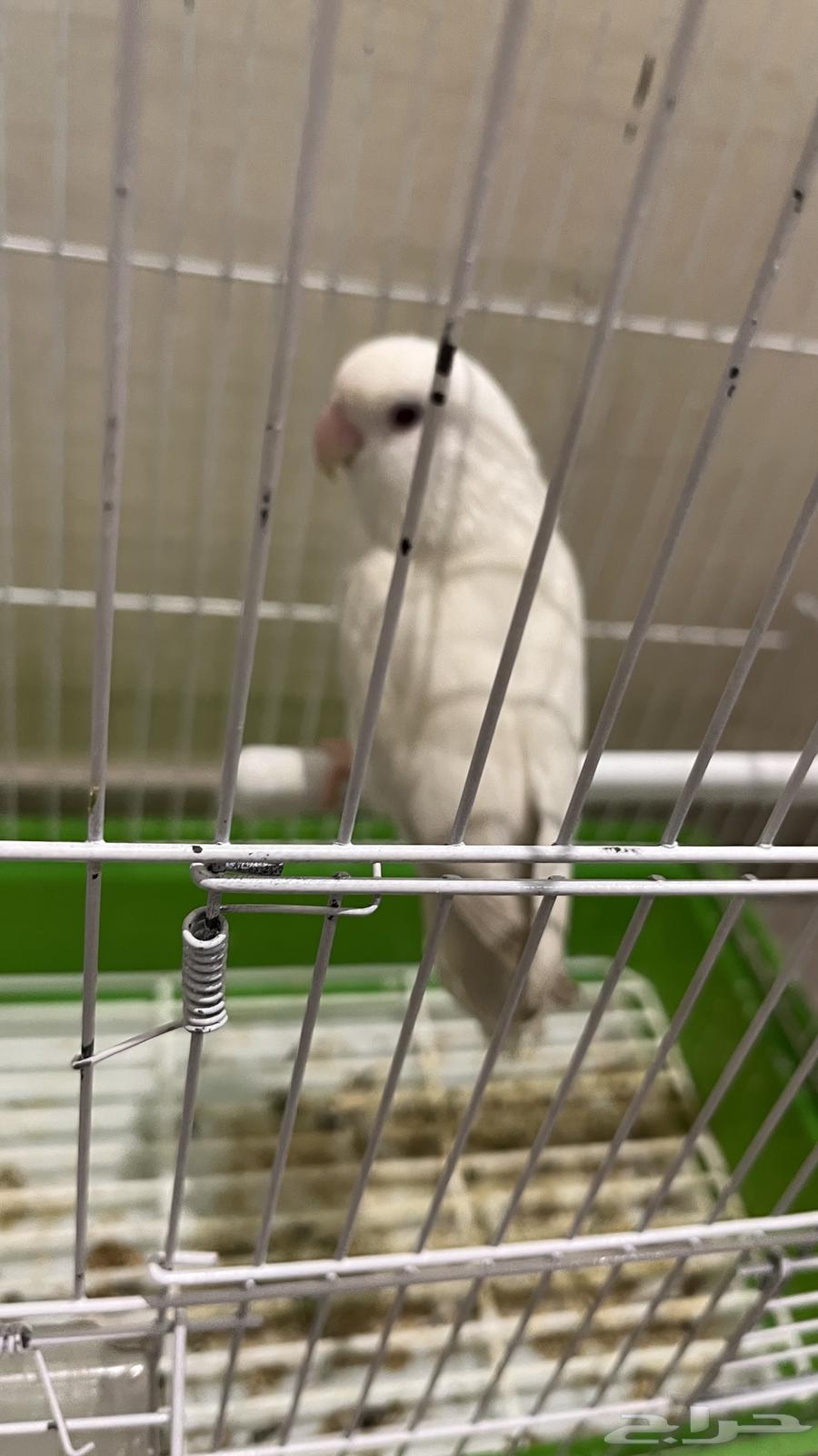 Tir Roz64550174299267114