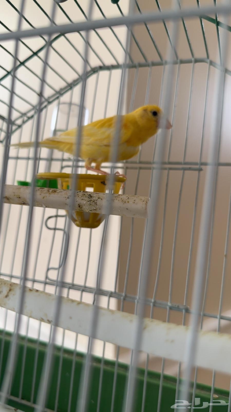 كناري اصفر جميل بداية تغريد شمال الرياض64547735654659110