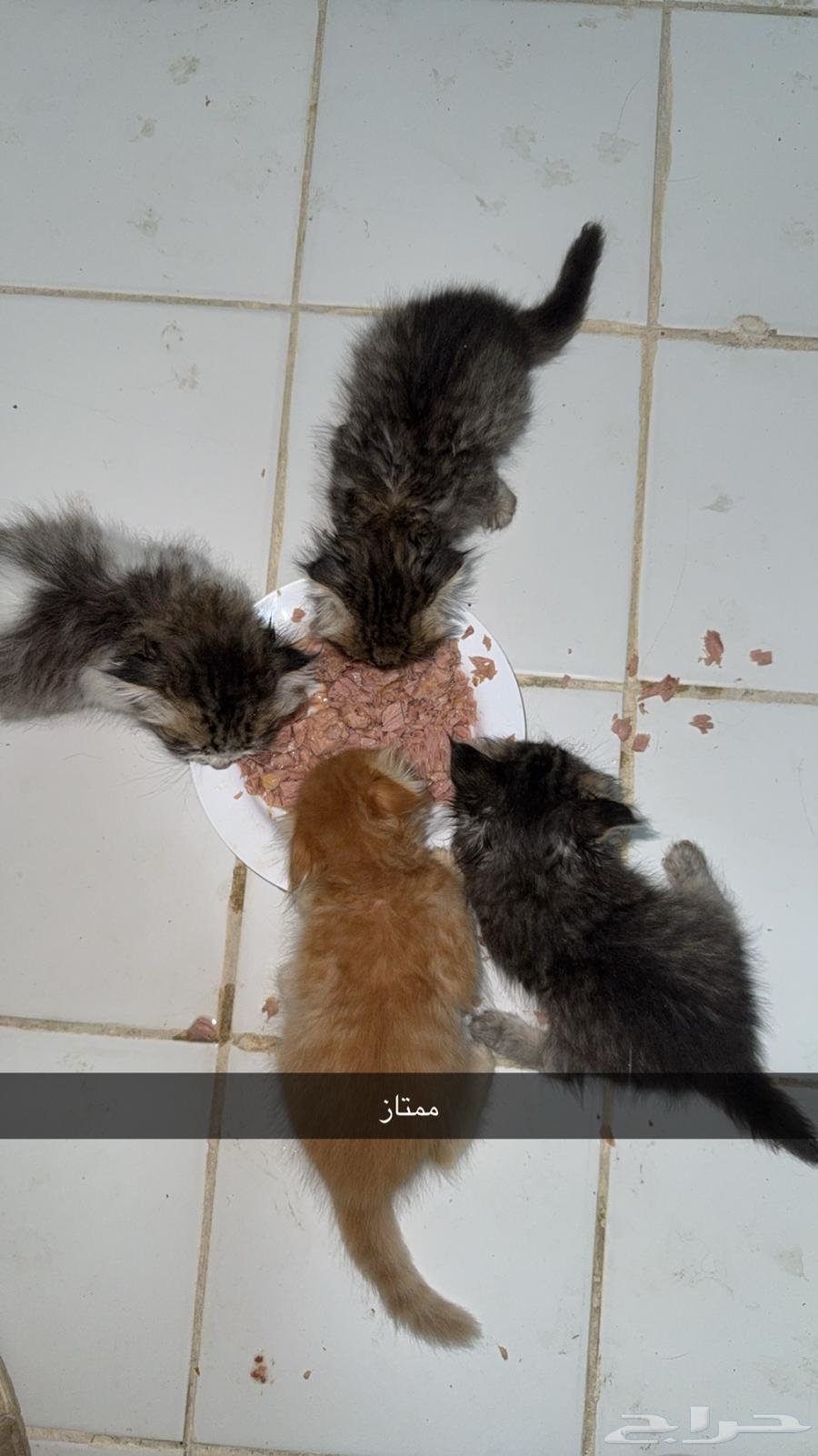 Kittens64551490620290110