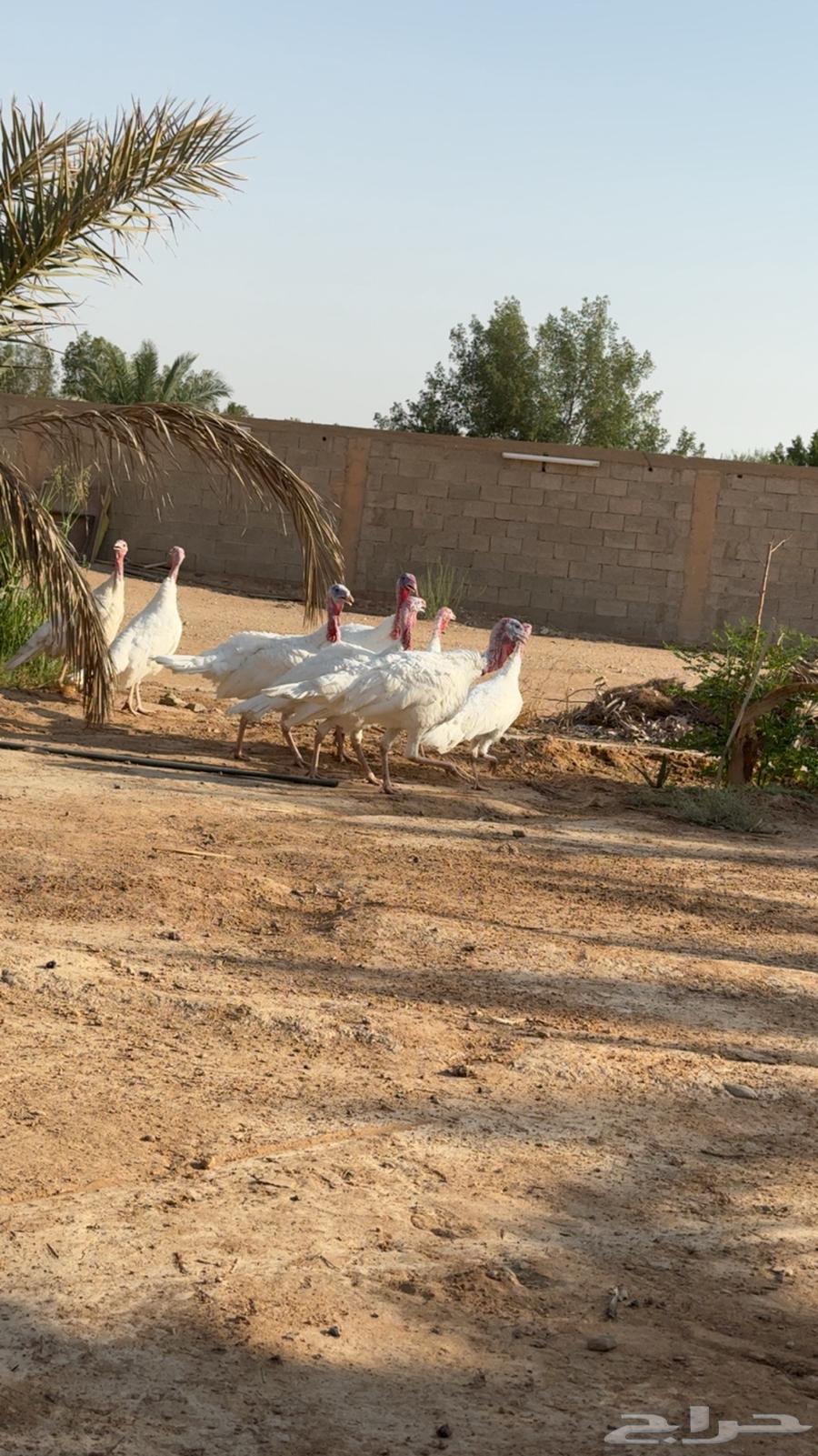 دجاج رومي بياض وانتاجه64548772550787113