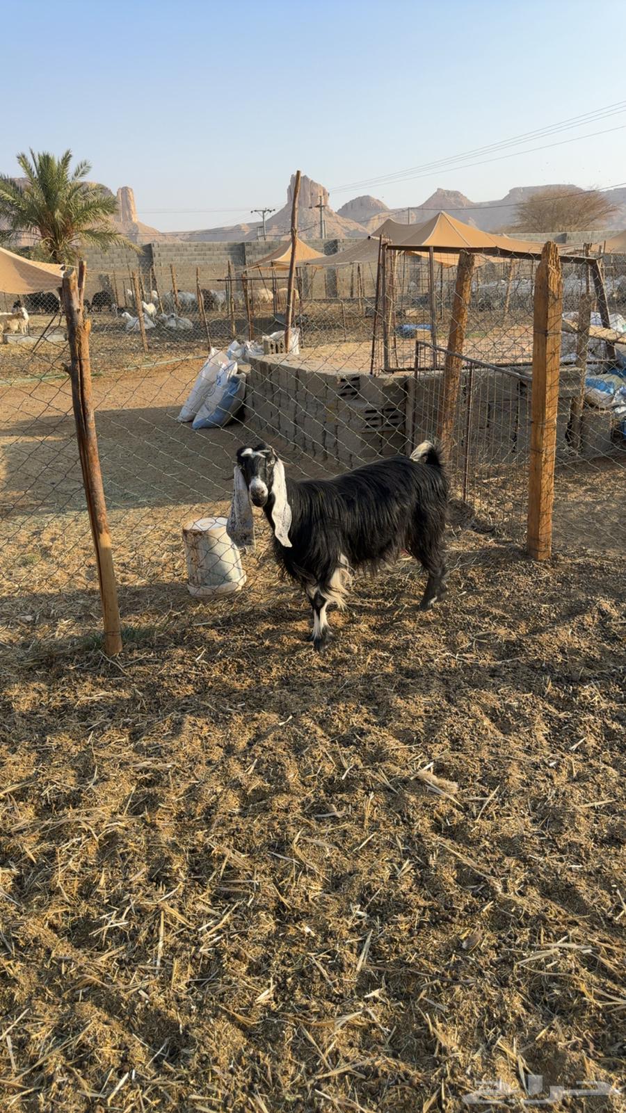 معزى دفيع فحص سونار64550495243139112