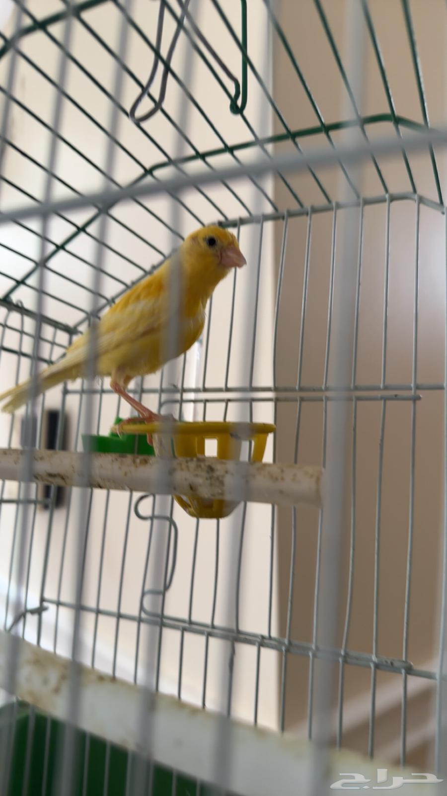 كناري اصفر جميل بداية تغريد شمال الرياض64547735654659113