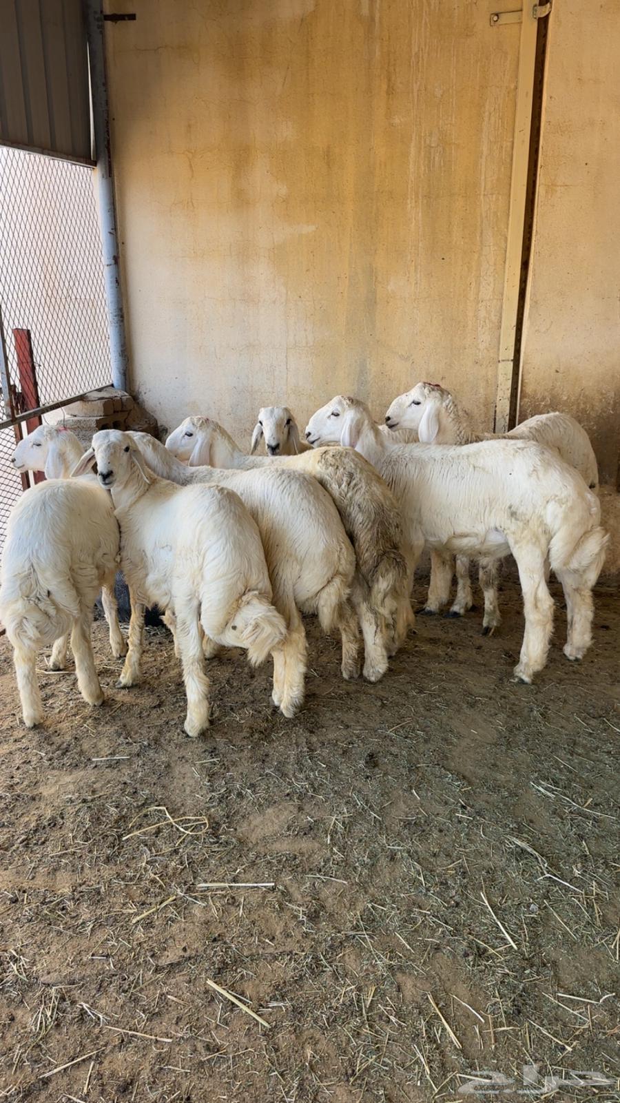 طليان للمناسبات64551905235074110