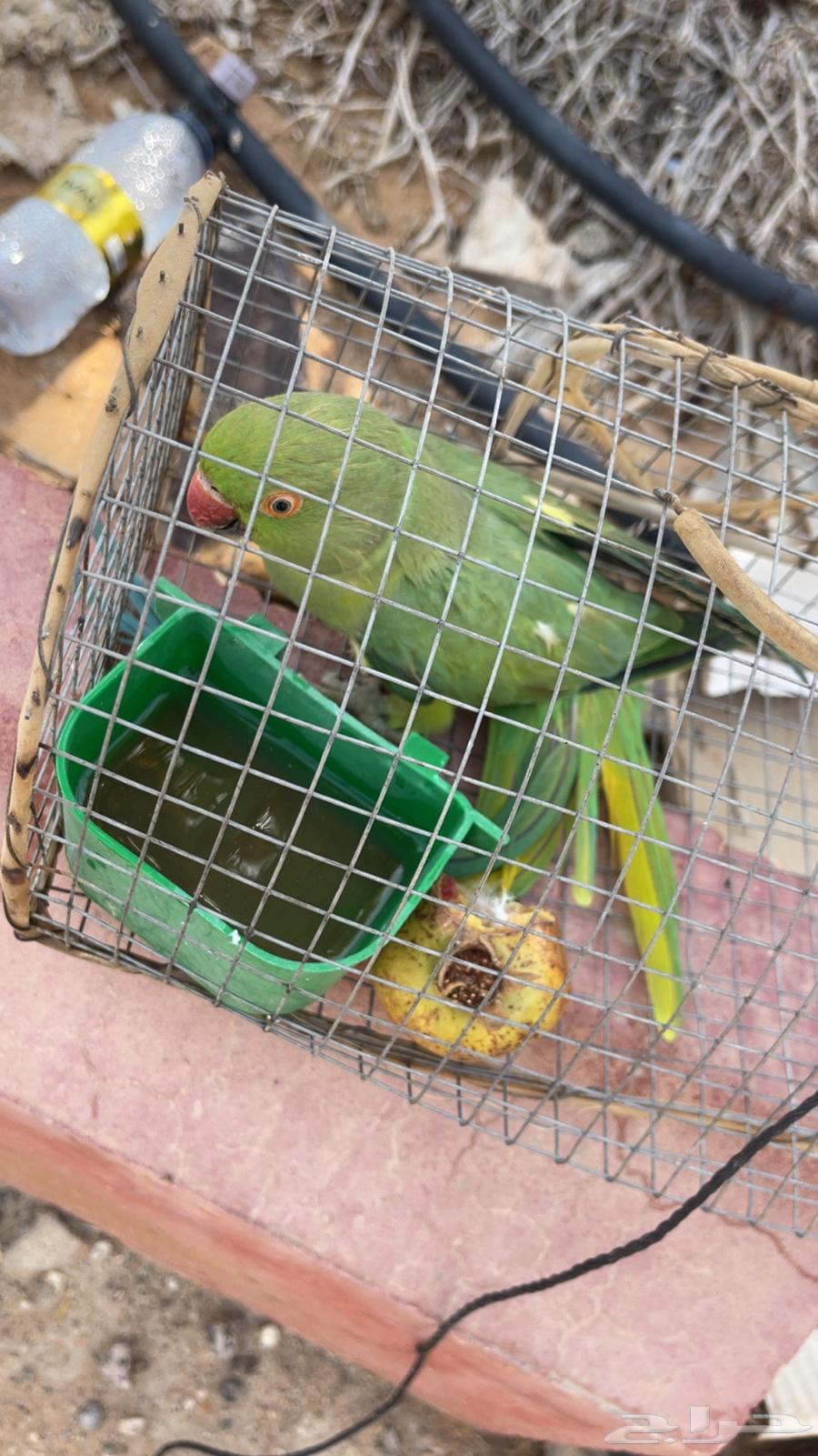 ببغاء دره للبيع64546553880835110
