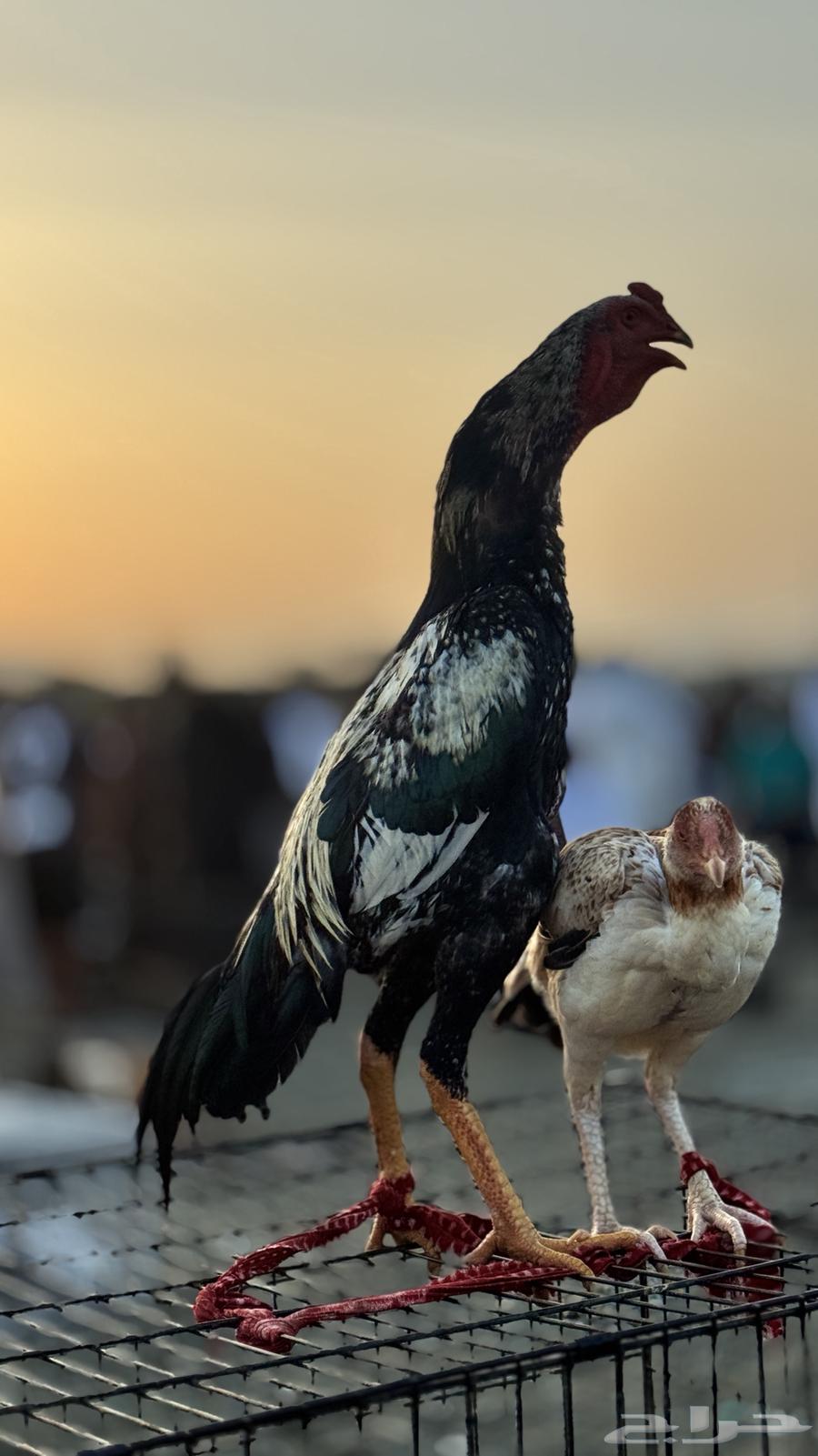 ديك سندي64545459802626110