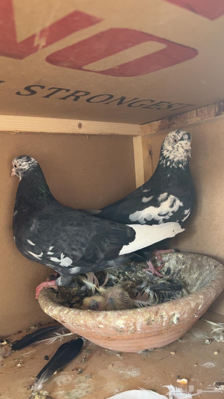 جوز قطيفي قلاب منتج64551603956353111