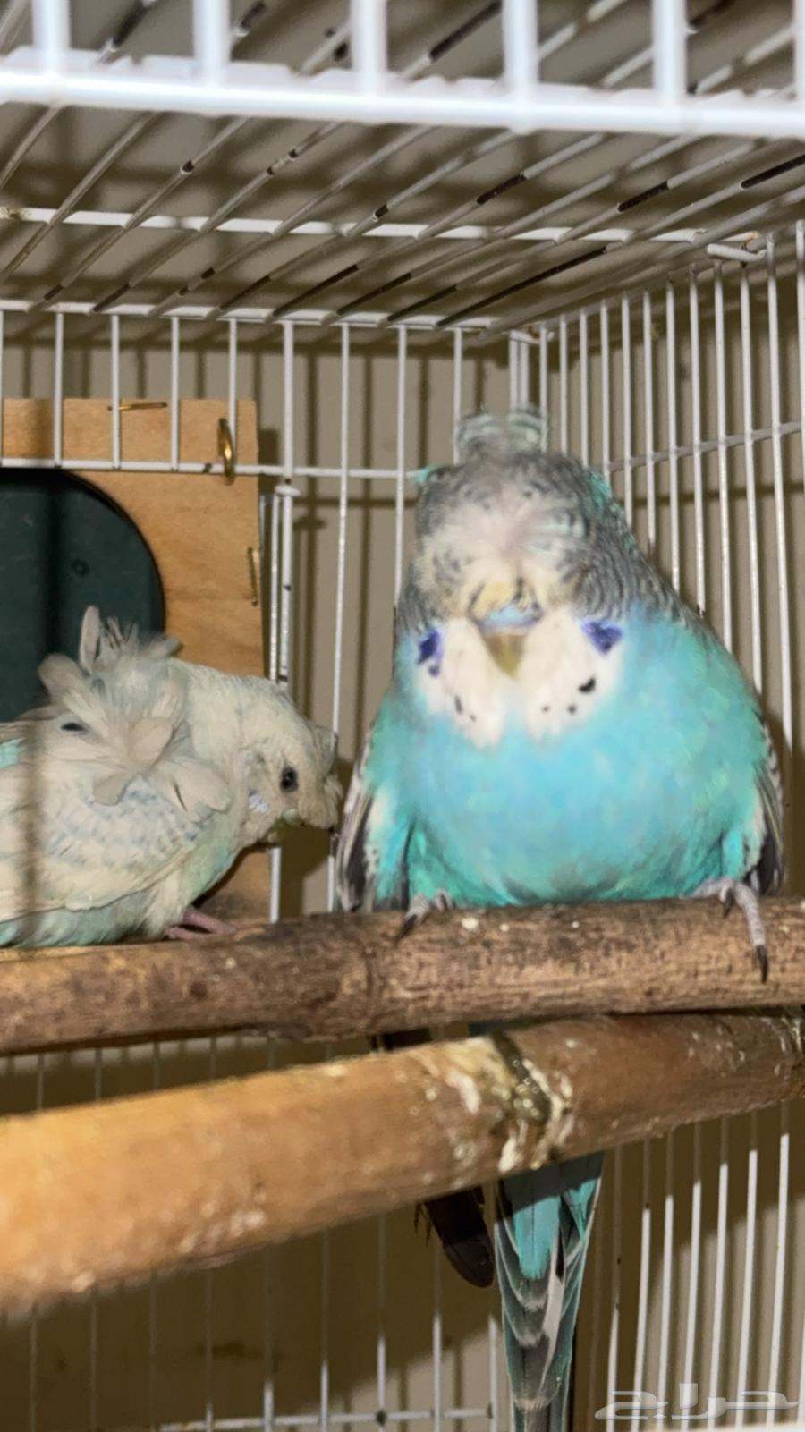 جوز بادجي طيور الحب64545729581569110