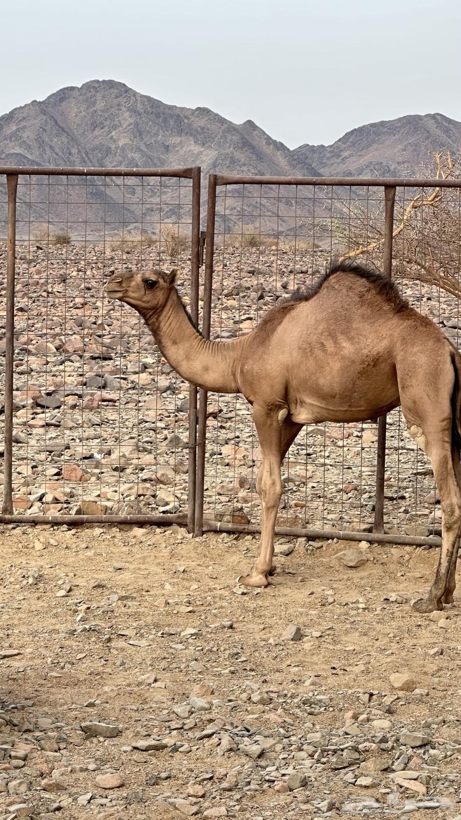 Camel calves64546860363905110