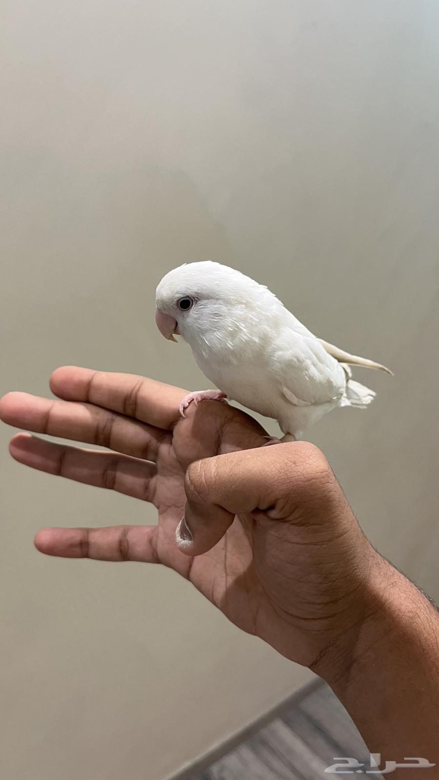 Tir Roz64550174299267111