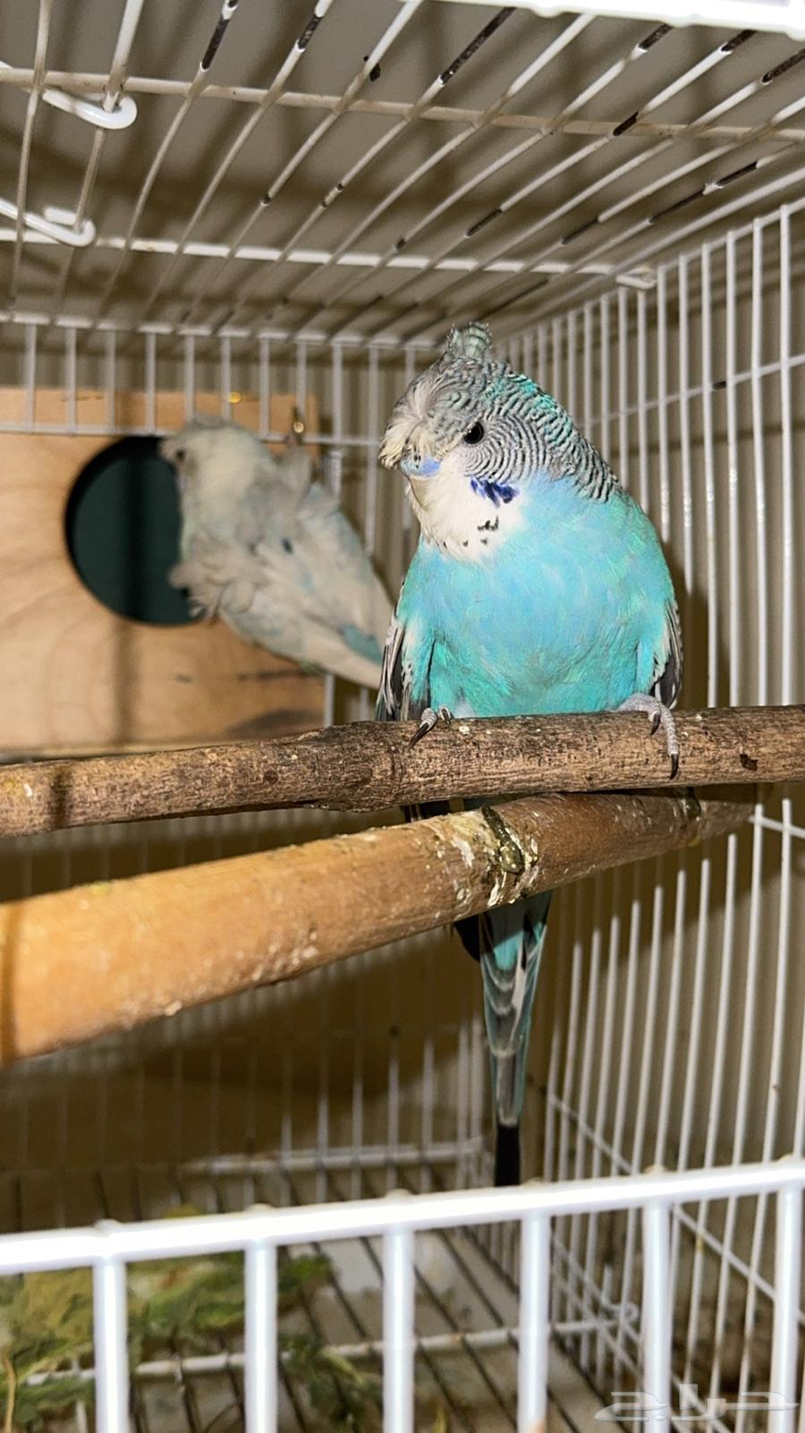 جوز بادجي طيور الحب64545729581569113